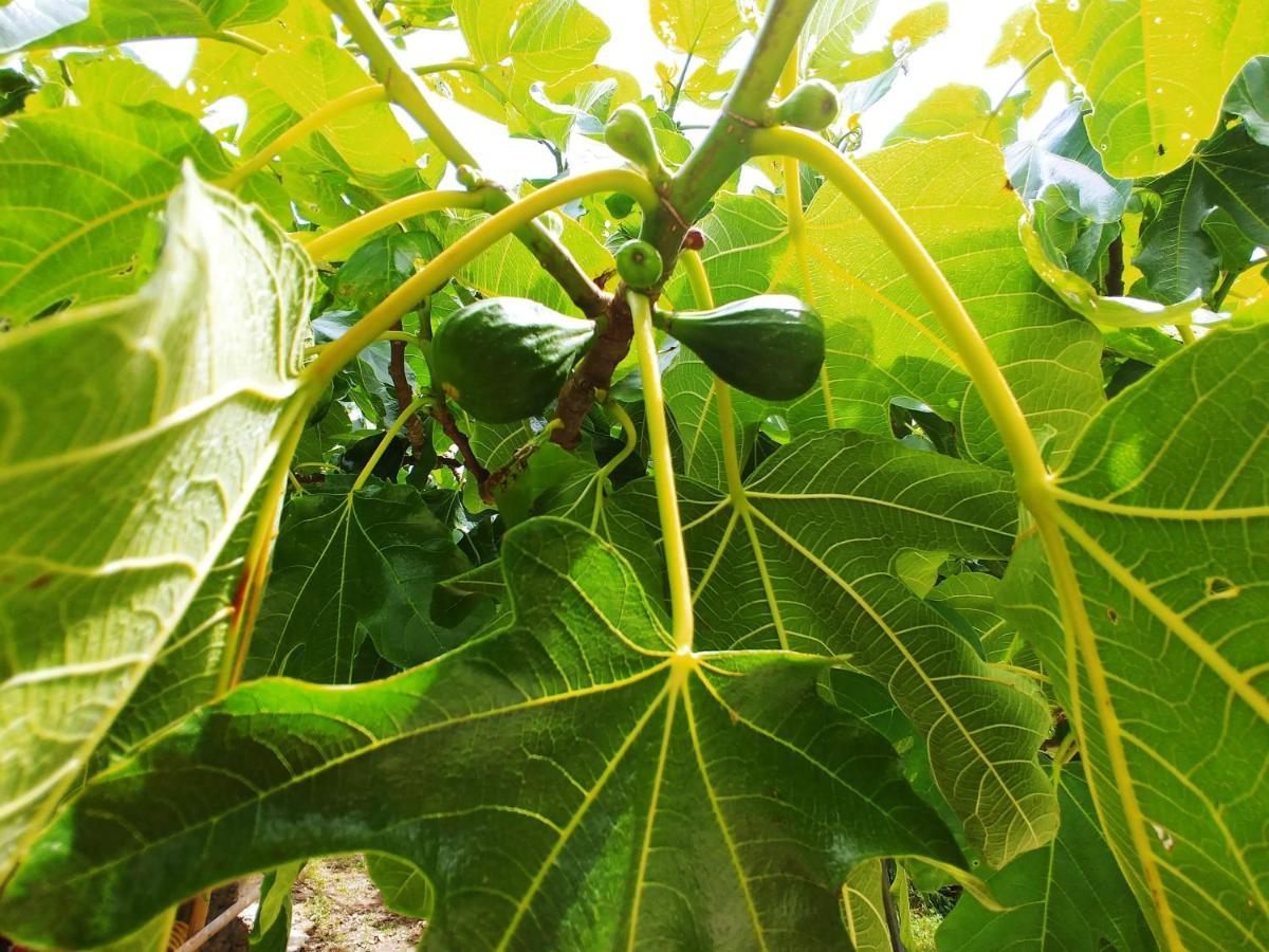 多尔切阿夸 Agricamping Ponteraggio N.1酒店 外观 照片
