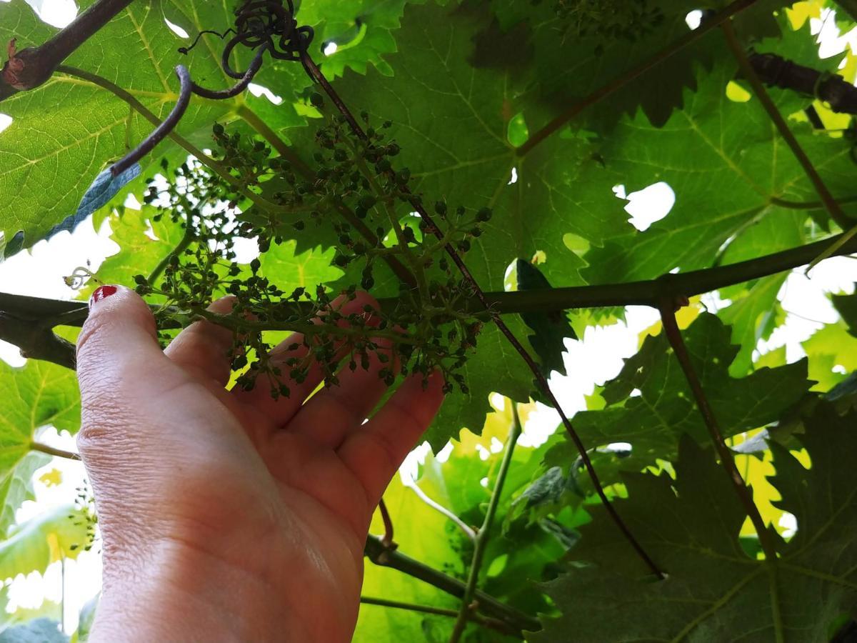 多尔切阿夸 Agricamping Ponteraggio N.1酒店 外观 照片